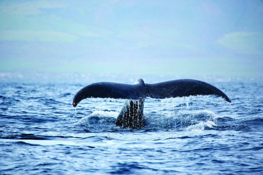 Kona Deluxe Catamaran Whale Watching Cruise - Should you book the Kona whale cruise?