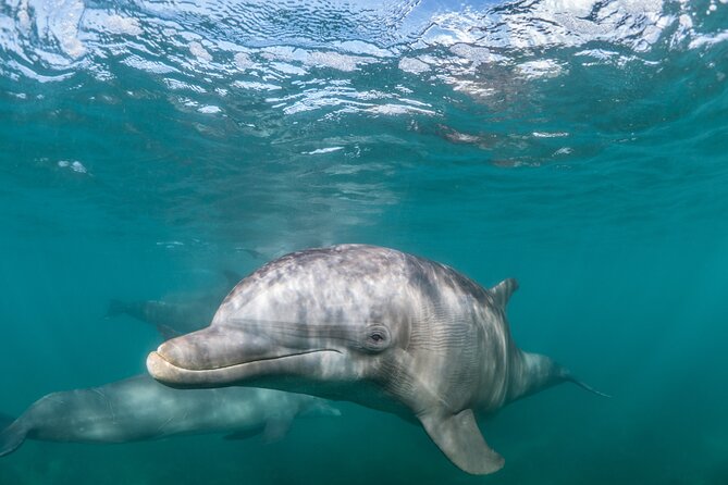 Lagos: Dolphins & Benagil Caves – Catamaran - Key points to know before booking