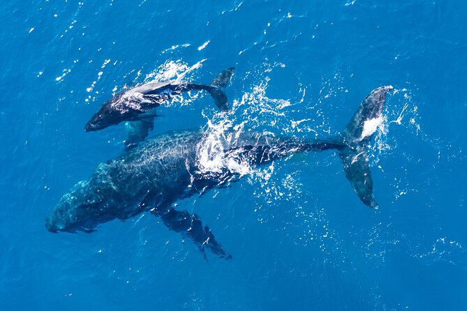 Lagos: Dolphins & Benagil Caves – Catamaran - Swimming, jumping, and the inflatable slide
