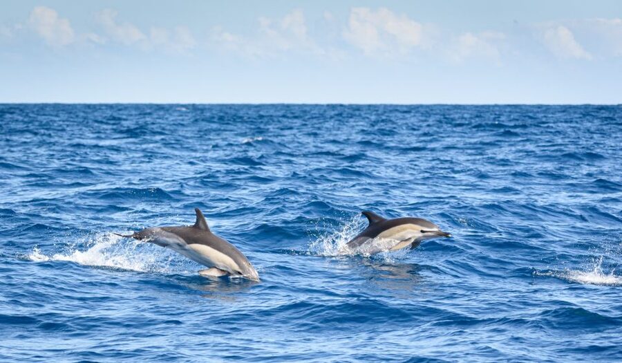 Lagos: Dolphins & Caves - Catamaran - Marine science from Nadia, Diogo, and the crew