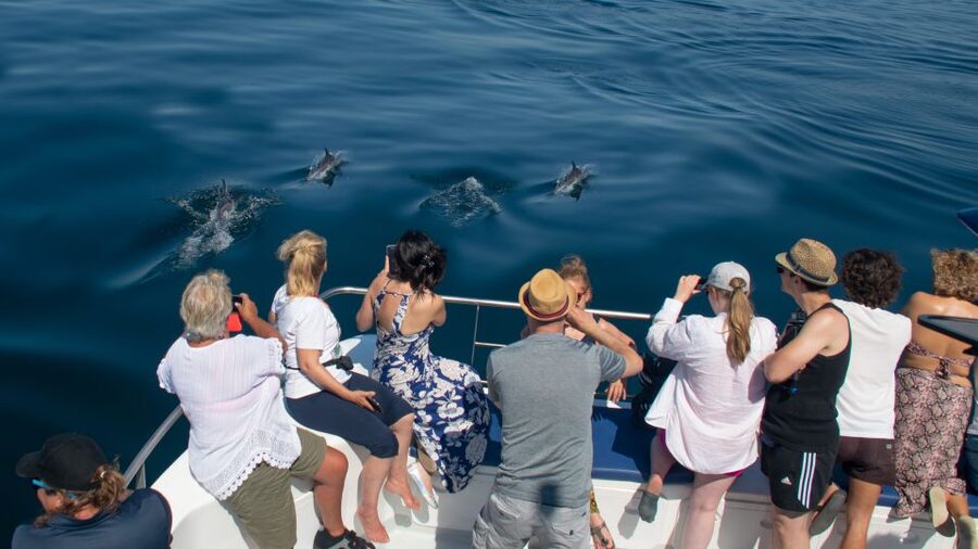 Lagos: Dolphins & Caves - Catamaran - Is the $58 price good value?