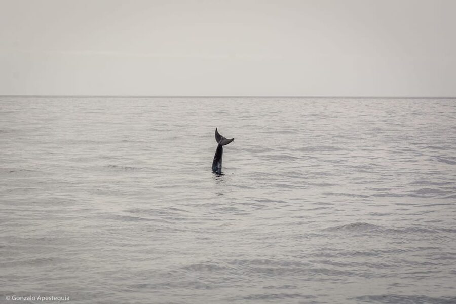 Lanzarote: Whale and Dolphin Watching Eco-Friendly Catamaran - Key points to know before you book