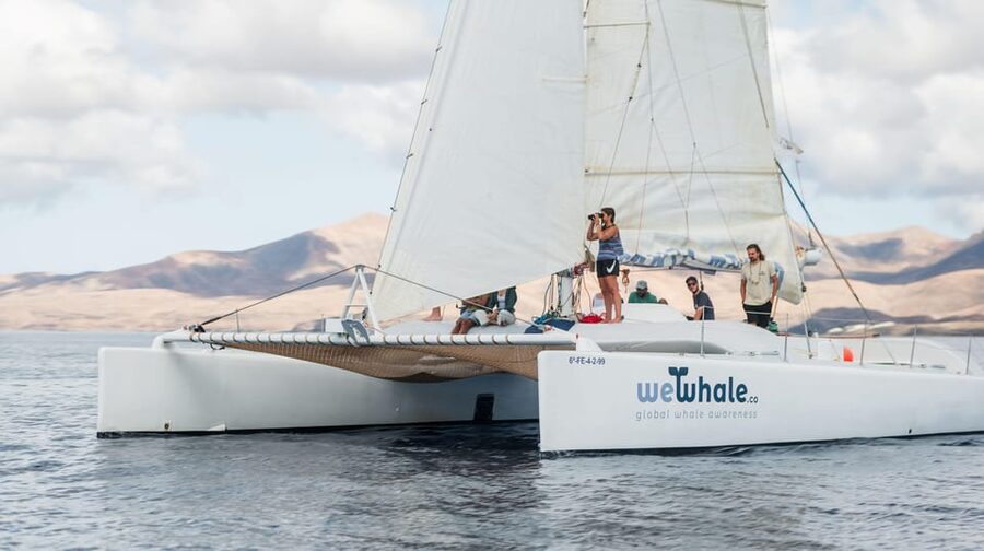 Lanzarote: Whale and Dolphin Watching Eco-Friendly Catamaran - Searching the Atlantic for whales and dolphins