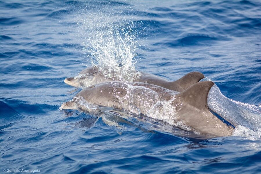 Lanzarote: Whale and Dolphin Watching Eco-Friendly Catamaran - Leaving Puerto Calero from Dock F22