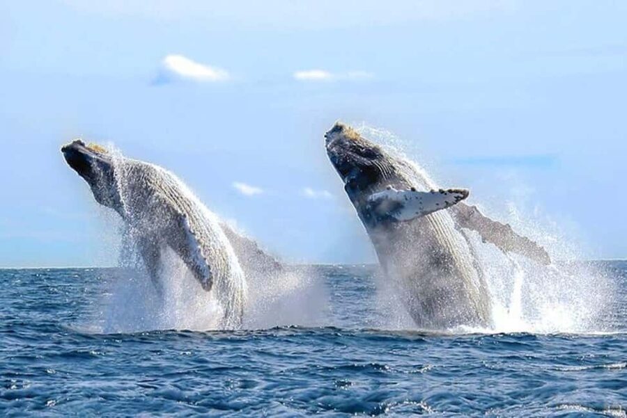 Los Cabos: Catamaran Whale Watching Cruise - Two Hours on a Catamaran