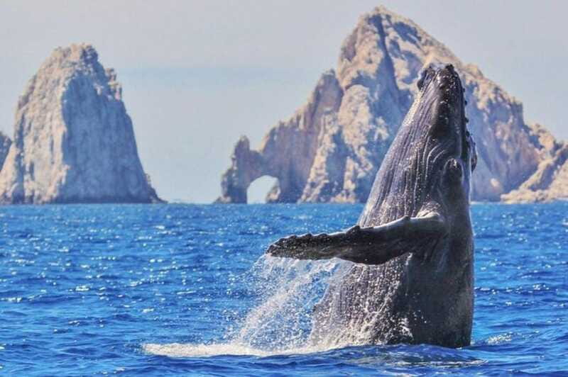 Los Cabos: Catamaran Whale Watching Cruise - Who Will Get the Most From This Cruise