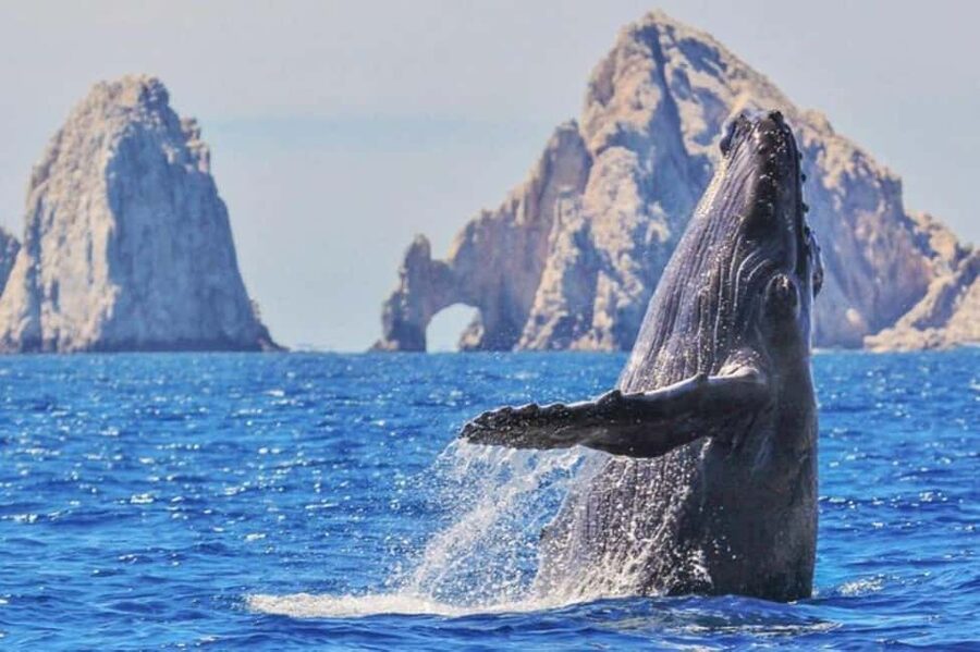 Los Cabos: Catamaran Whale Watching Cruise - From Gali Plaza to the Open Pacific