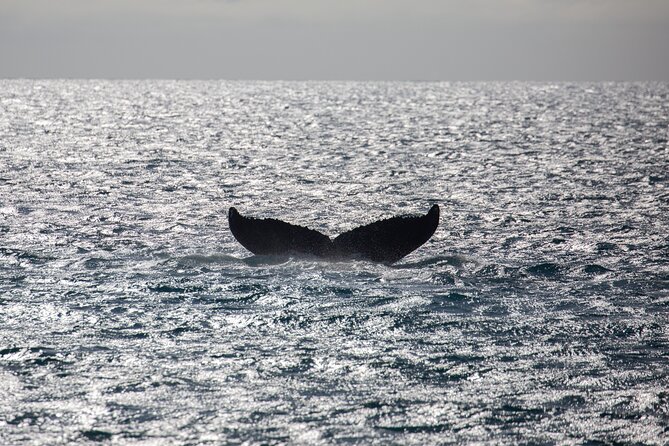Luxury Catamaran Whale Watch - Watching whales from a stable catamaran