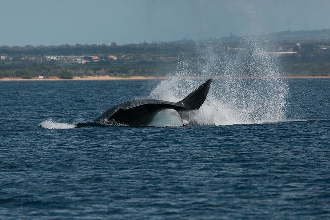 Luxury Catamaran Whale Watch - Motion, comfort, and the two-hour length