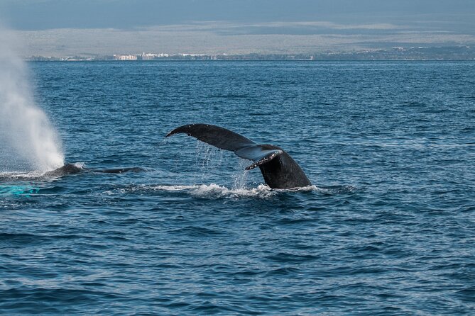 Luxury Catamaran Whale Watch - How the price compares with the experience
