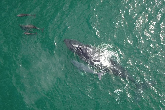 Luxury Catamaran Whale Watching Cabo San Lucas - Two hours in the Sea of Cortez