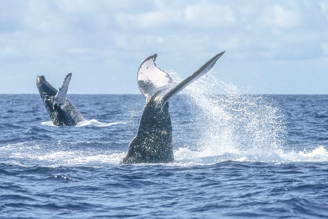 Luxury Catamaran Whale Watching Cabo San Lucas - Food, drinks, and the onboard mood