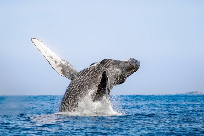 Luxury Catamaran Whale Watching Cabo San Lucas - What the guides add