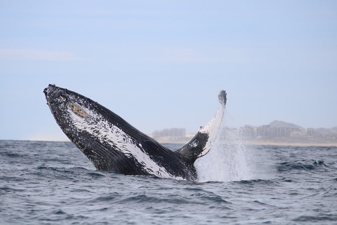 Luxury Catamaran Whale Watching Cabo San Lucas - Comfort, safety, and mobility
