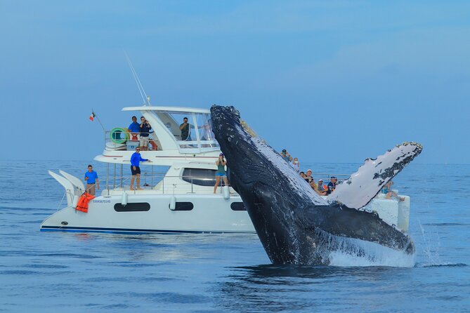 Luxury Catamaran Whale Watching Cabo San Lucas - From your hotel to the Cabo marina