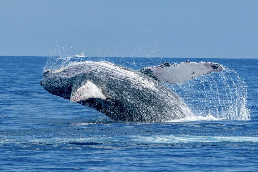 Ma'alaea Harbor: Whale Watching Tour Aboard Power Catamaran - What the whale watching can look like