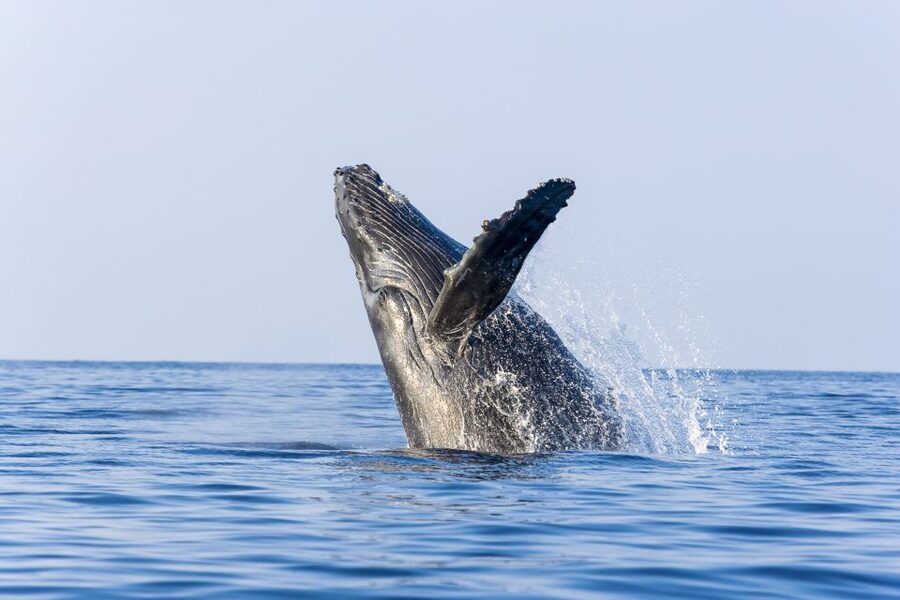 Ma'alaea Harbor: Whale Watching Tour Aboard Power Catamaran - Hearing whale songs through the hydrophone