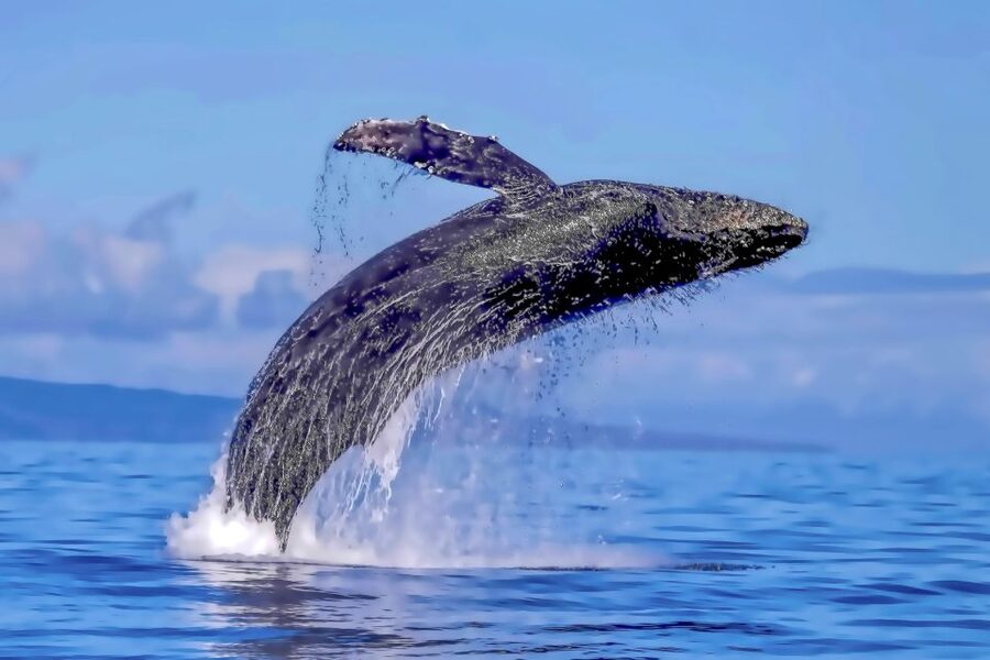 Ma'alaea Harbor: Whale Watching Tour Aboard Power Catamaran - Comfort aboard the double-deck catamaran