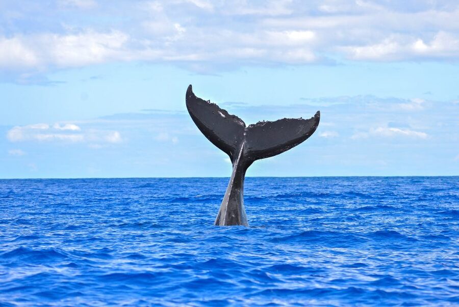 Ma'alaea Harbor: Whale Watching Tour Aboard Power Catamaran - Is $49 a good value?