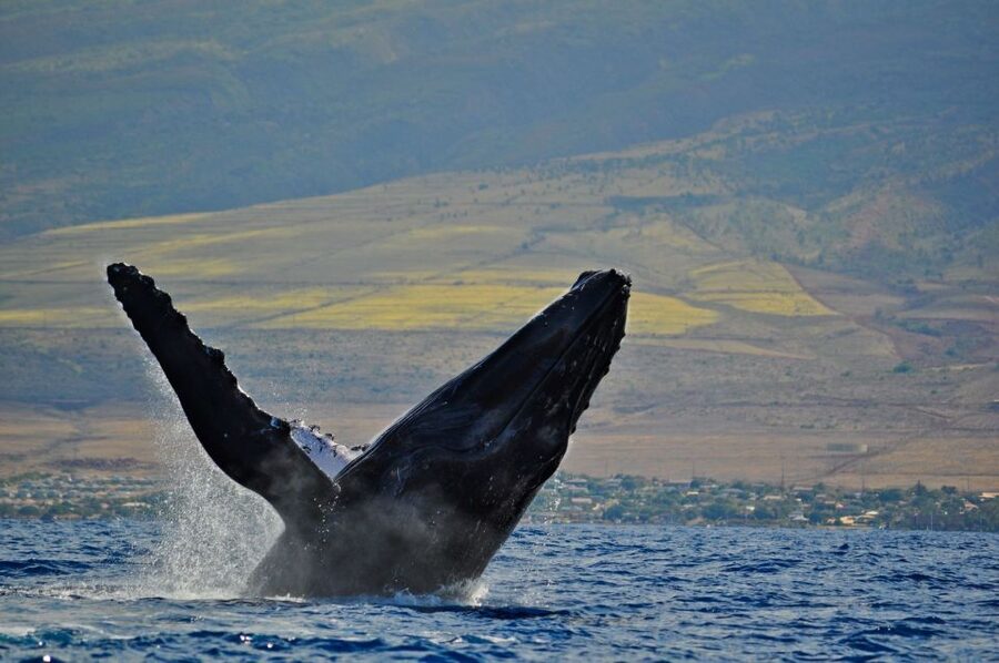 Ma'alaea Harbor: Whale Watching Tour Aboard Power Catamaran - When to go during the December to April season