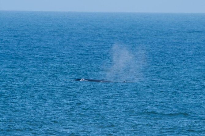 Marine Dune Day: Catamaran Cruise and Sandwich Harbor Dune Drive - Pink flamingos, salt lakes, and the run south