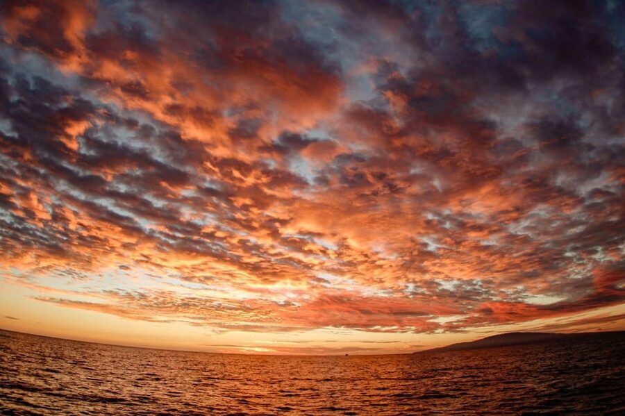 Maui: Luxury Catamaran Royal Sunset 5-Course Dinner Cruise - The open bar adds real value, with one catch
