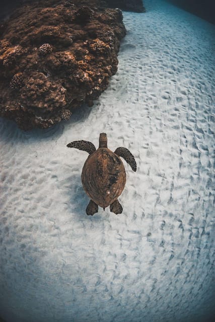 Maui: Luxury Catamaran Turtles & Tacos Snorkel - Quick Points Before You Book