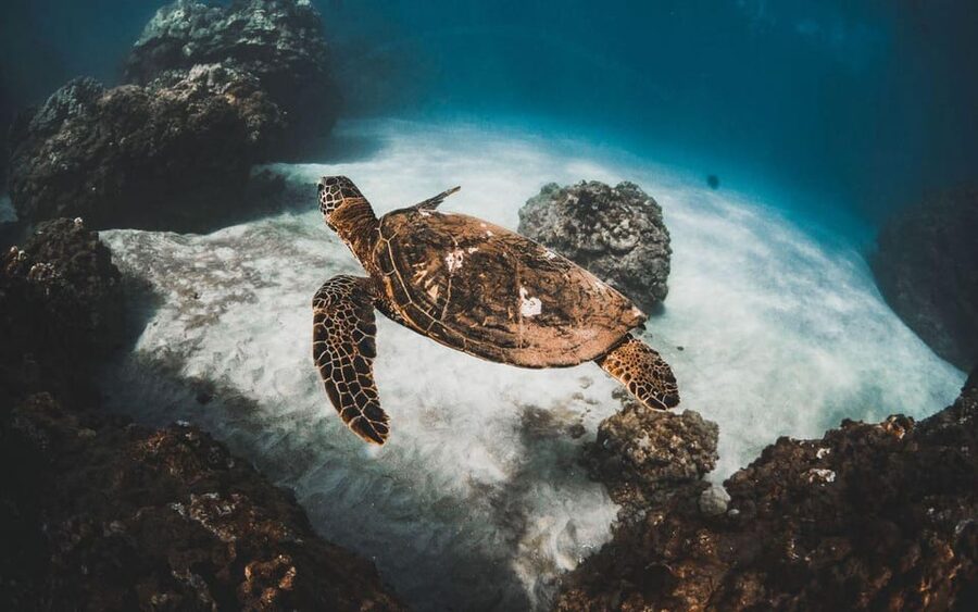 Maui: Luxury Catamaran Turtles & Tacos Snorkel - Photos From Above and Below the Water
