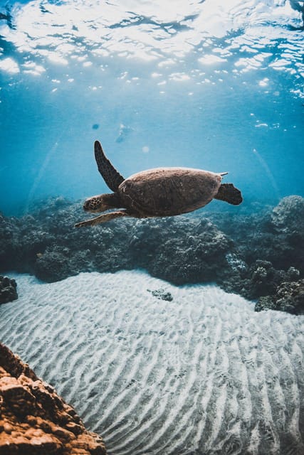 Maui: Luxury Catamaran Turtles & Tacos Snorkel - Who Will Enjoy This Catamaran Most?