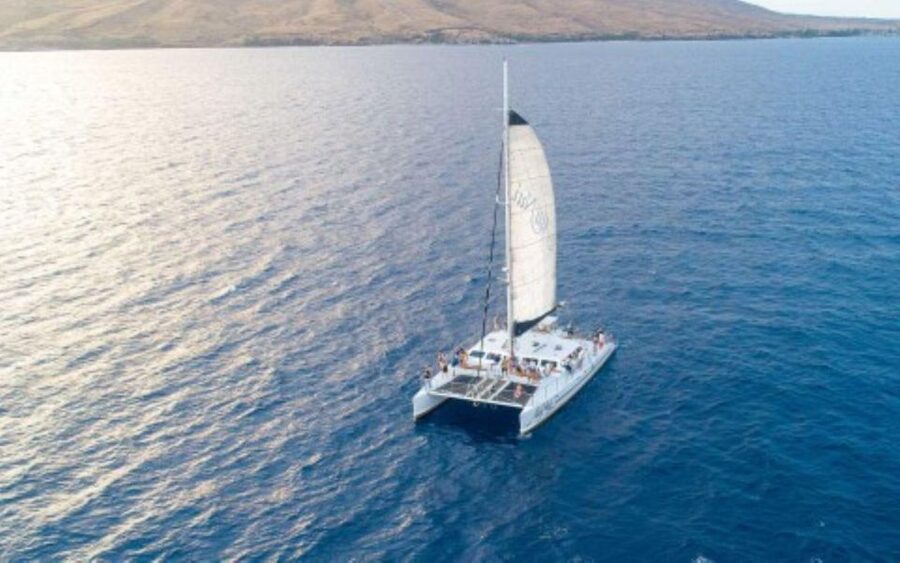 Maui: Luxury Catamaran Whale Watch & Sail - Why Maui’s winter whales make this trip special