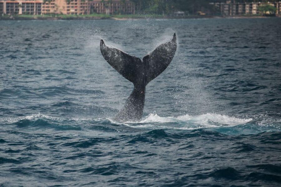 Maui: Luxury Catamaran Whale Watch & Sail - Booking flexibility and useful planning details