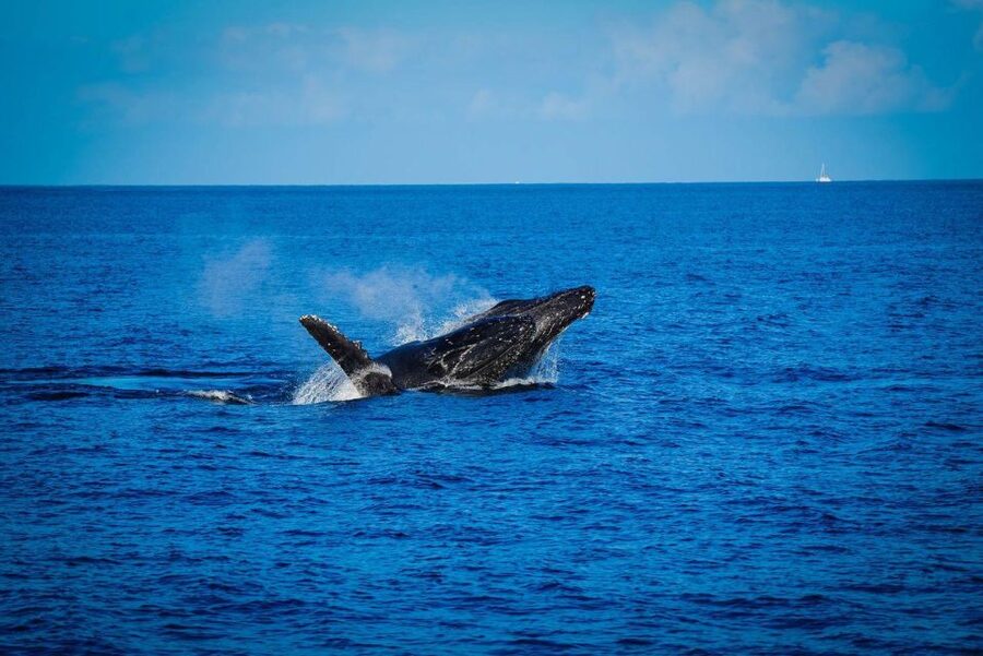 Maui: Luxury Catamaran Whale Watch & Sail - Two hours of focused whale watching