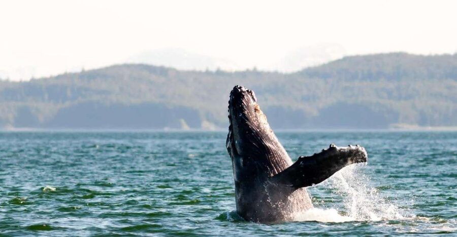Maui: Luxury Catamaran Whale Watch & Sail - The hydrophone changes what you hear
