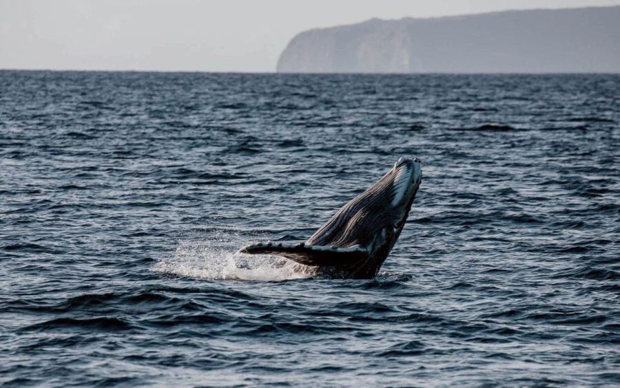 Maui: Luxury Catamaran Whale Watch & Sail - Local bites and an open bar