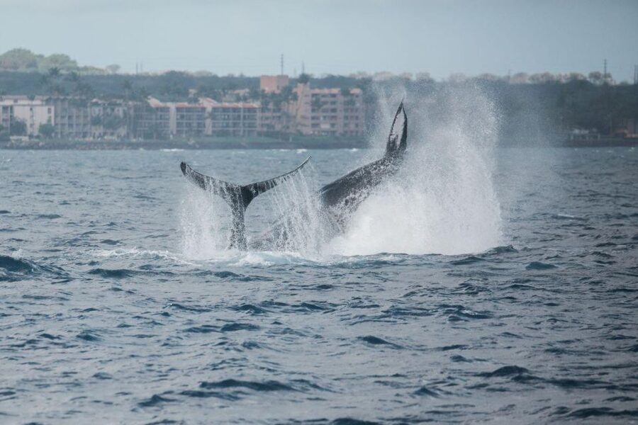 Maui: Luxury Catamaran Whale Watch & Sail - Photography, cameras, and realistic expectations