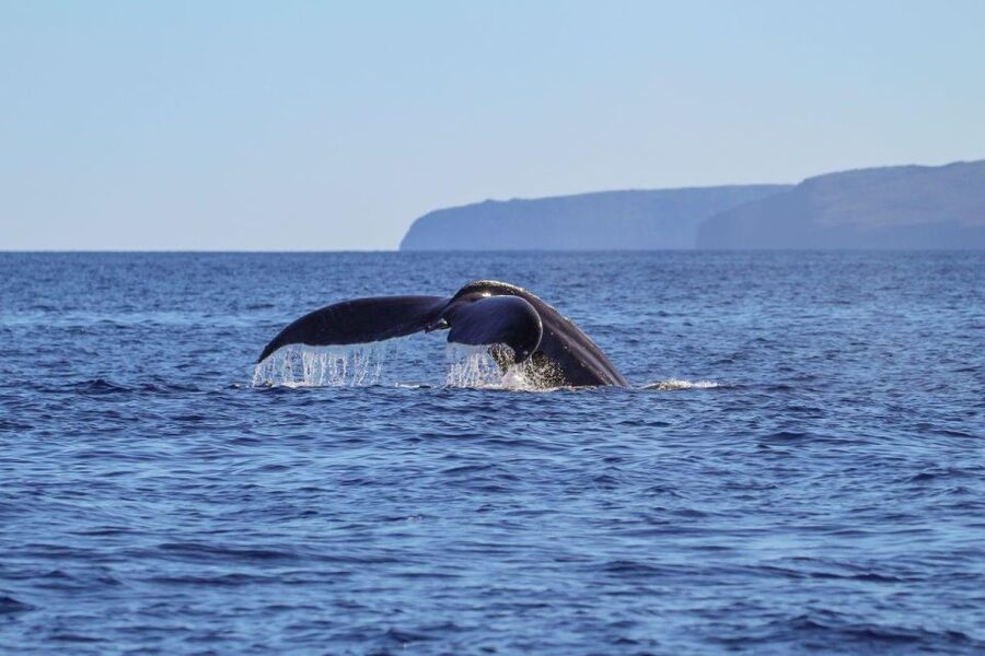 Maui: Luxury Catamaran Whale Watch & Sail - Who will enjoy this catamaran most?