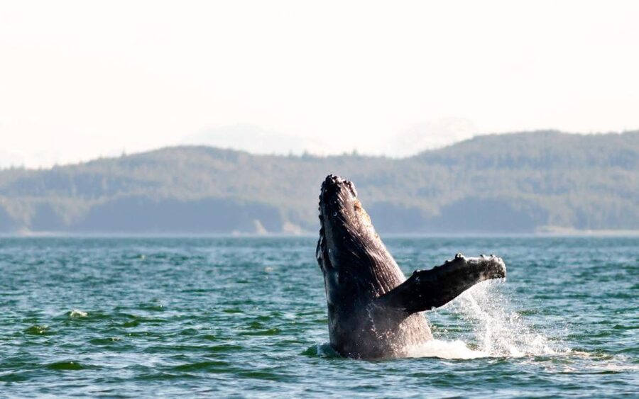Maui: Luxury Catamaran Whale Watch & Sail - A catamaran built for watching, not just transport