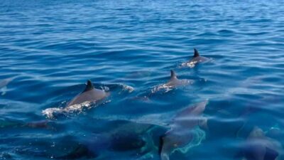 Private Catamaran Tour to île aux Cerfs