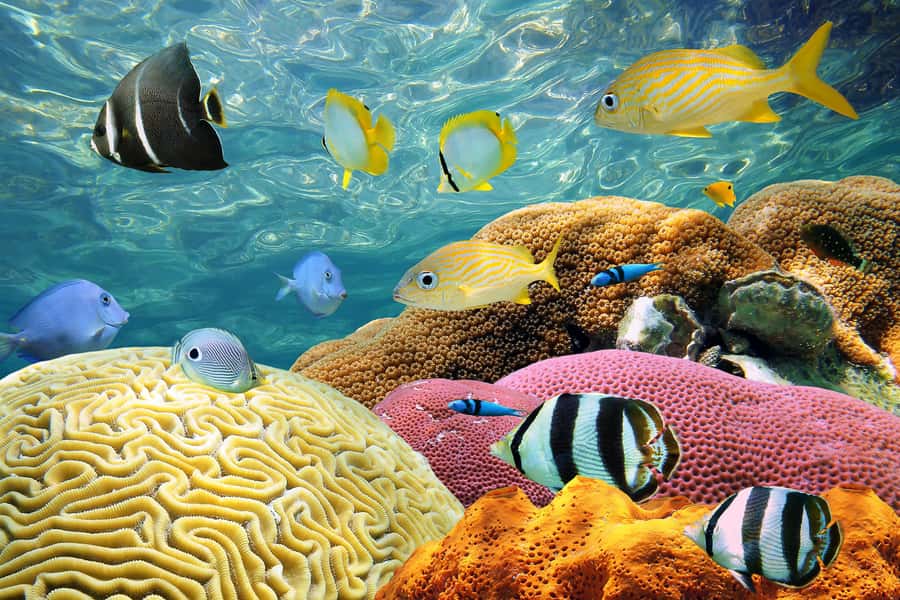 Miami: Key West with Catamaran Tour, Drinks, and Free Time - Who should book this Key West day trip?