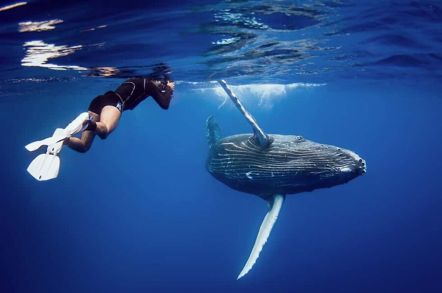 Miches: Half Day Whale Watching Catamaran Tour with Snacks - Why Samaná Bay is the reason to go