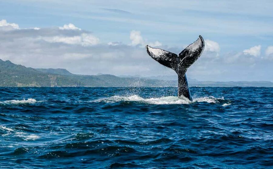 Miches: Half Day Whale Watching Catamaran Tour with Snacks - Meeting the crew at Miches Marina