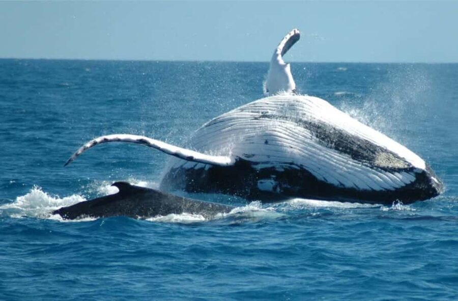 Miches: Half Day Whale Watching Catamaran Tour with Snacks - Watching humpbacks without a guaranteed script