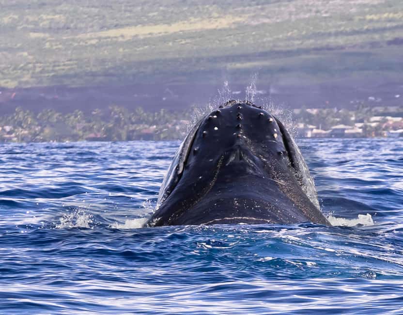 Miches: Half Day Whale Watching Catamaran Tour with Snacks - Why the Miches side can feel less crowded
