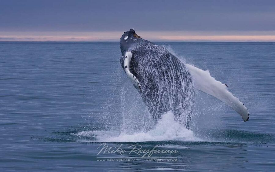 Miches: Half Day Whale Watching Catamaran Tour with Snacks - What the $6 price really means