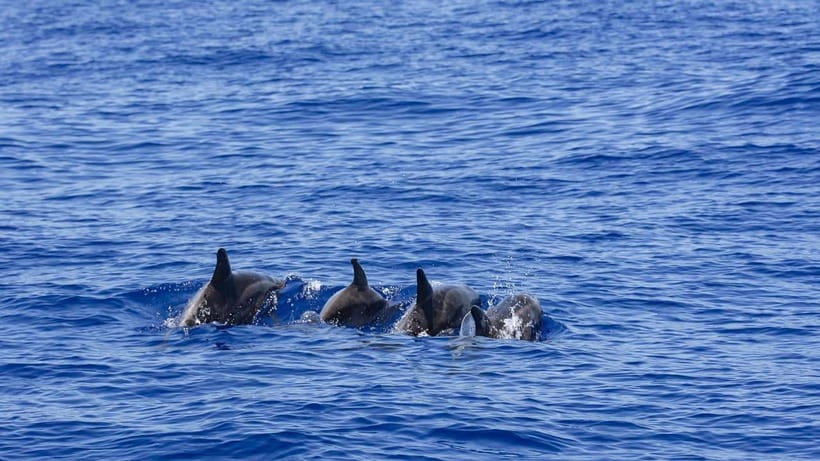 Mirissa: Sunset Catamaran Sailing Boat Tour with Dinner - Swimming or paddleboarding in clear water