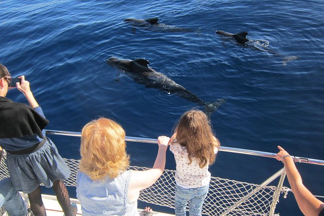 Most Famous Catamaran in Tenerife Island (2 hours and 3 hours tours) - How Rough Is the Sea?