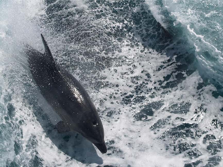 Naples: Catamaran Cruises with Wildlife Views - Key points to know before you book