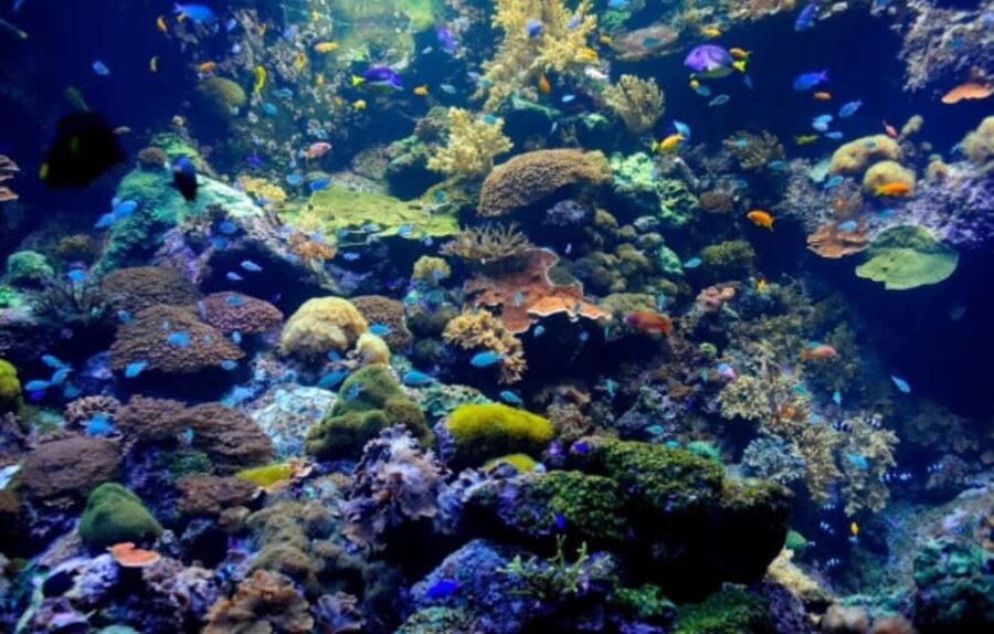 Nassau: Catamaran Sail and Snorkel Tour - Key points to know before booking