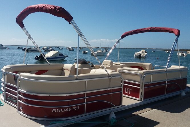 Nature Catamaran Tour from Faro - Birdwatching: pleasant, but not the main event