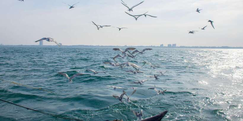 Negombo: Catamaran Sailing with Traditional Fishermen - Returning through Negombo Lagoon
